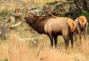 Picture of a bull elk,bugling during the rut.
