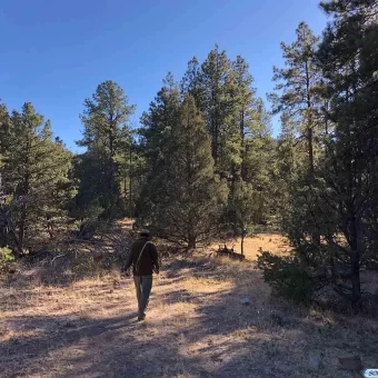 40 Acre Inholding in Apache National Forest